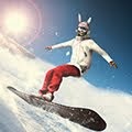 Skiing Bunny
