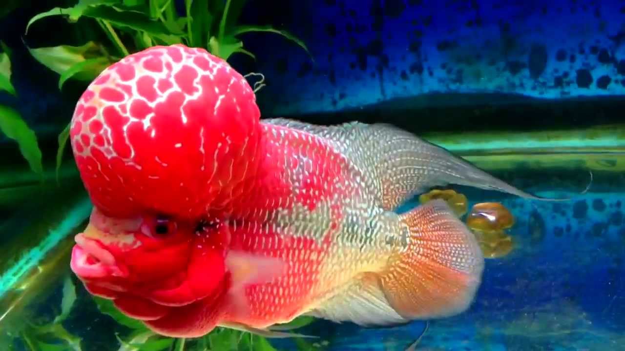 Flowerhorn Care Enhancing The Color Of Flowerhorn