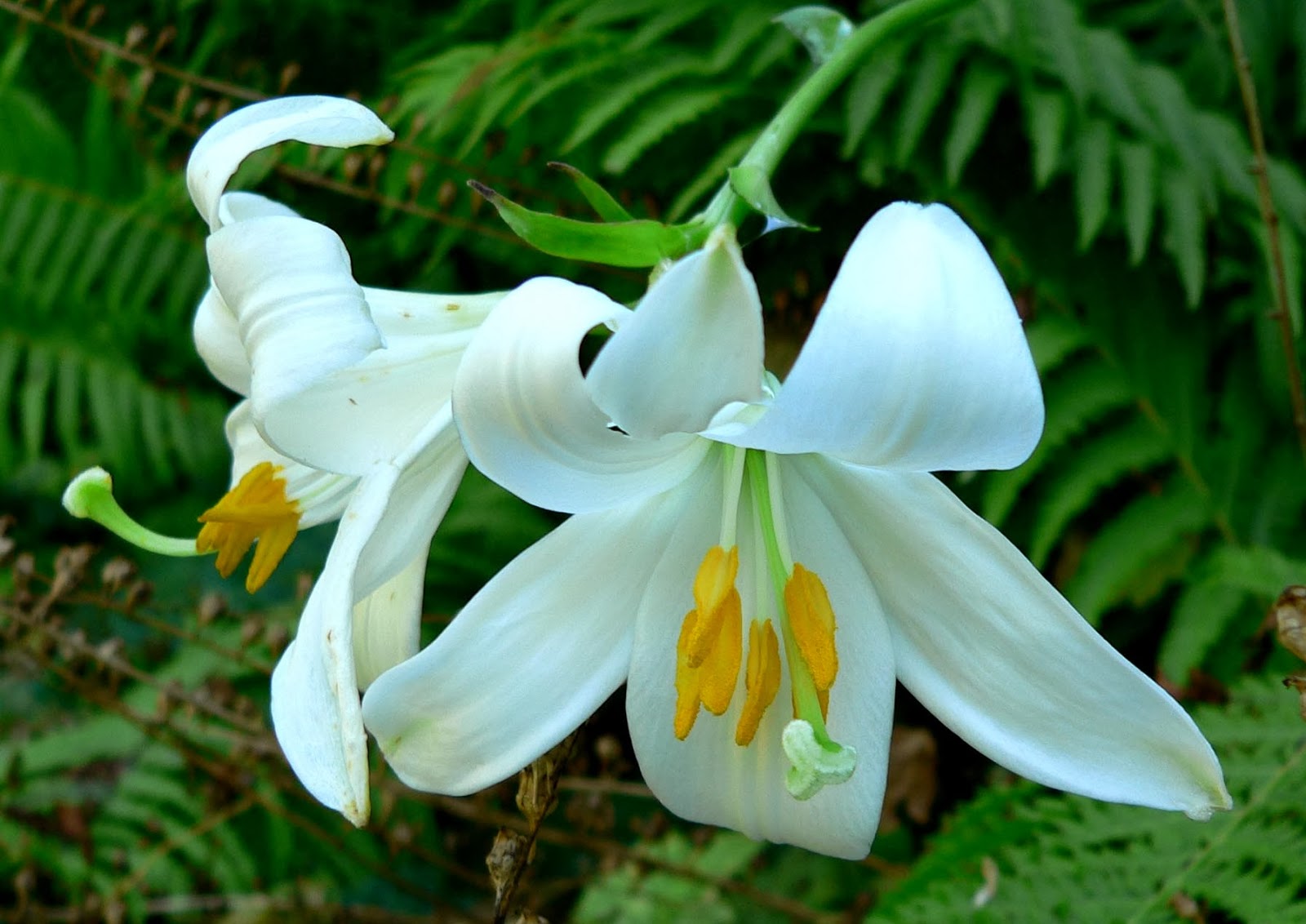 Lilium Flowers World