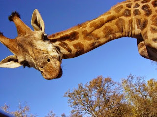 Safari Park - giraffa