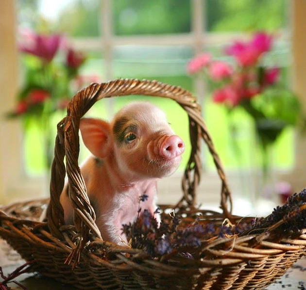 Hình con heo đẹp nhất