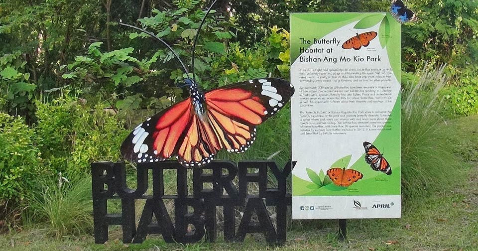 Butterflies of Singapore Butterfly Photography at Our Local Parks