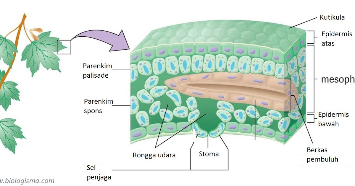 Jaringan Tumbuhan Epidermis, Parenkim, Penyokong, Endodermis