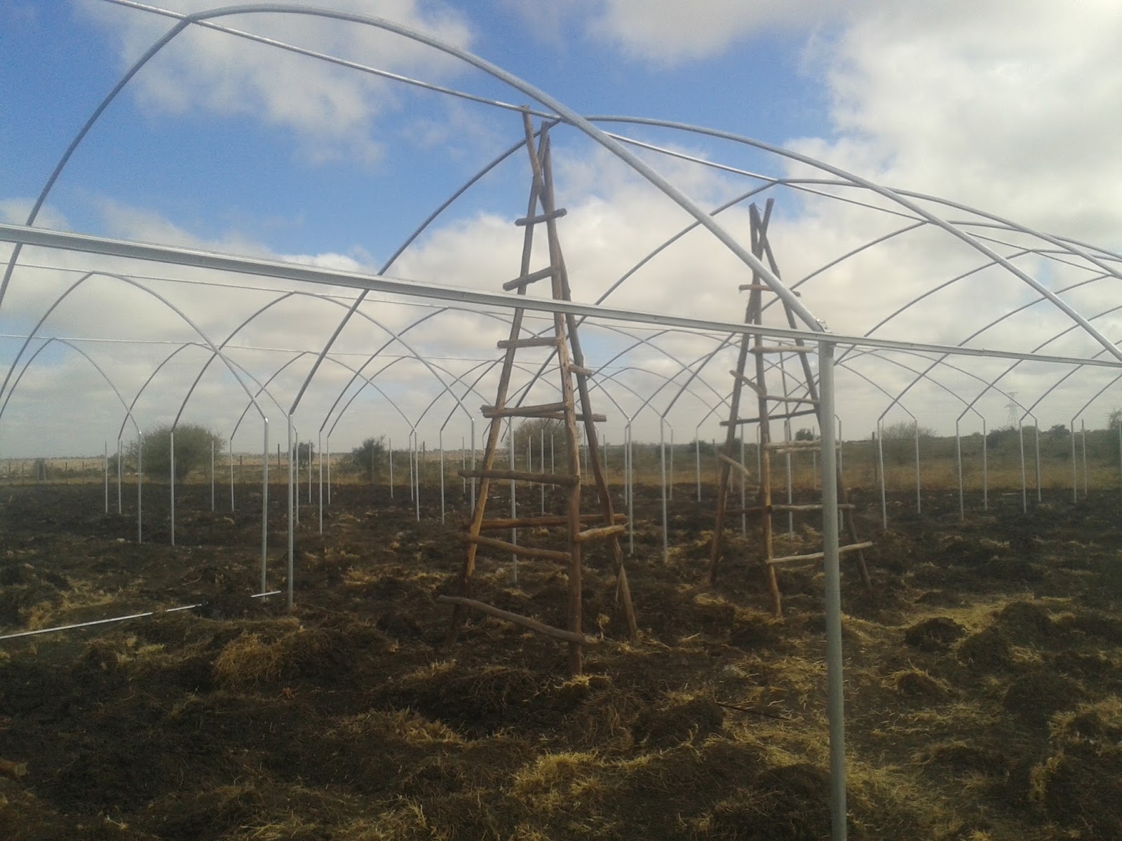 QUALITY AND AFFORDABLE GREENHOUSES FOR KENYA
