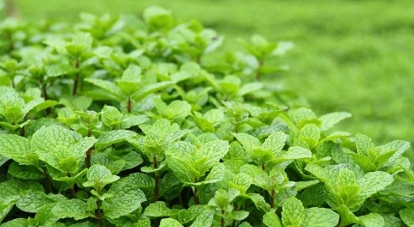 Panduan Lengkap Menanam Daun Mint Hidroponik di Rumah Panduan Lengkap Menanam Daun Mint Hidroponik di Rumah