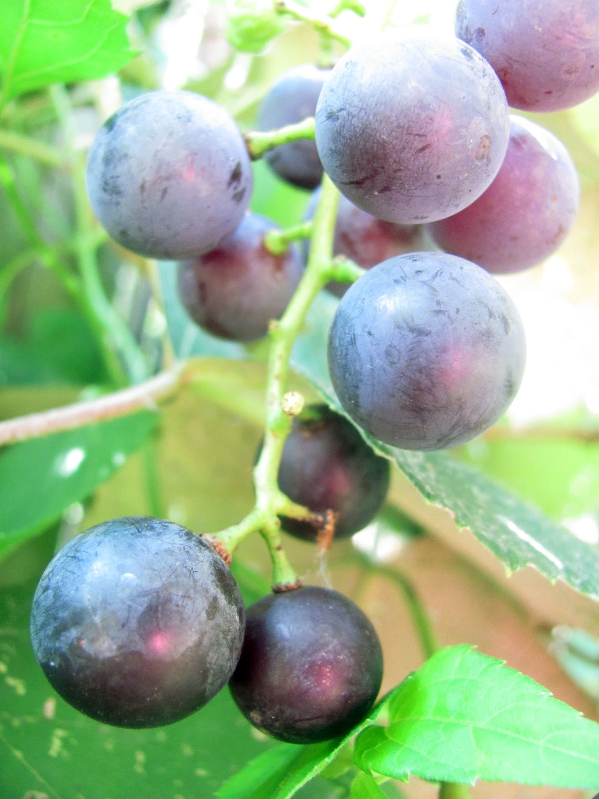 curving back bird pecked Concord grapes