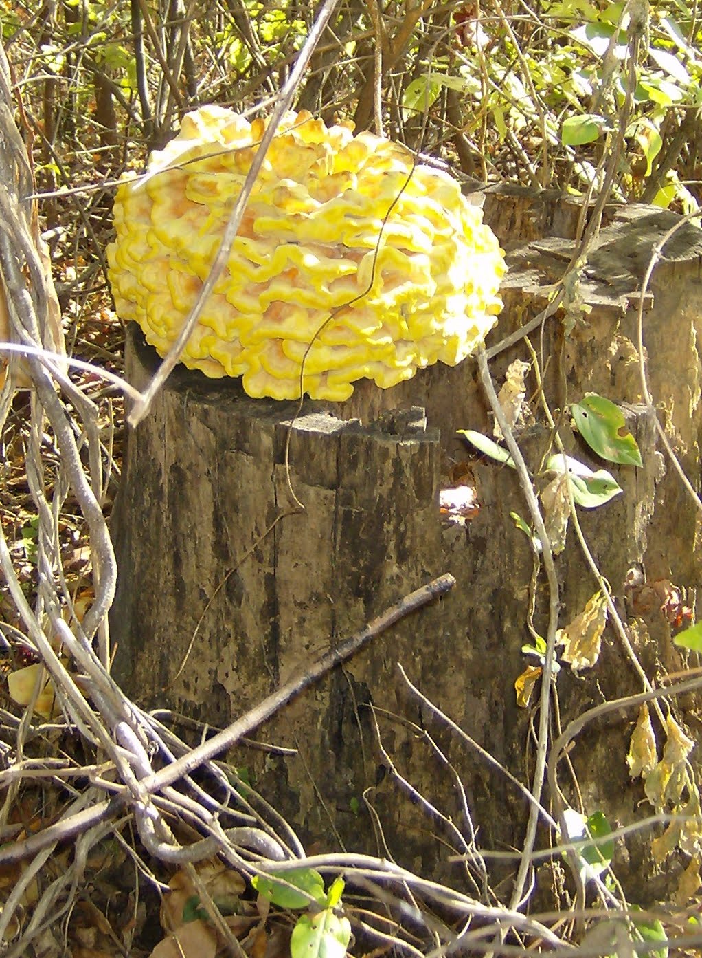 yellow-fungus-bearded-dragon.jpg
