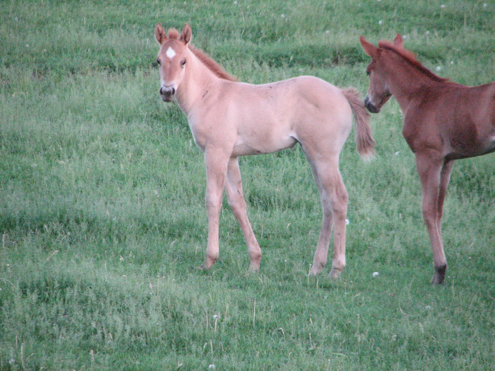 Windy Creek Quarter Horses