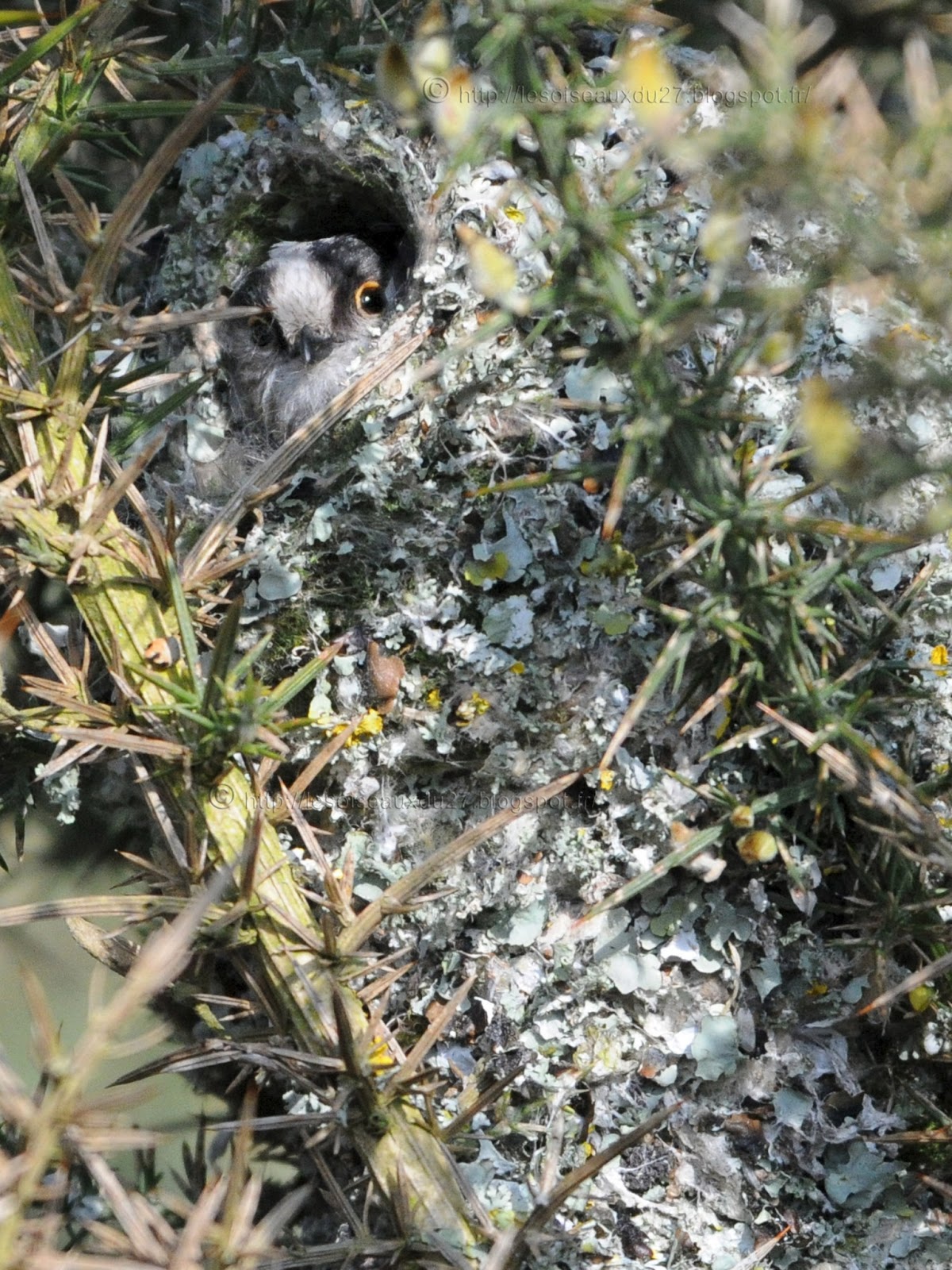 Les oiseaux du 27 La Mésange à longue queue, Aegithalos caudatus