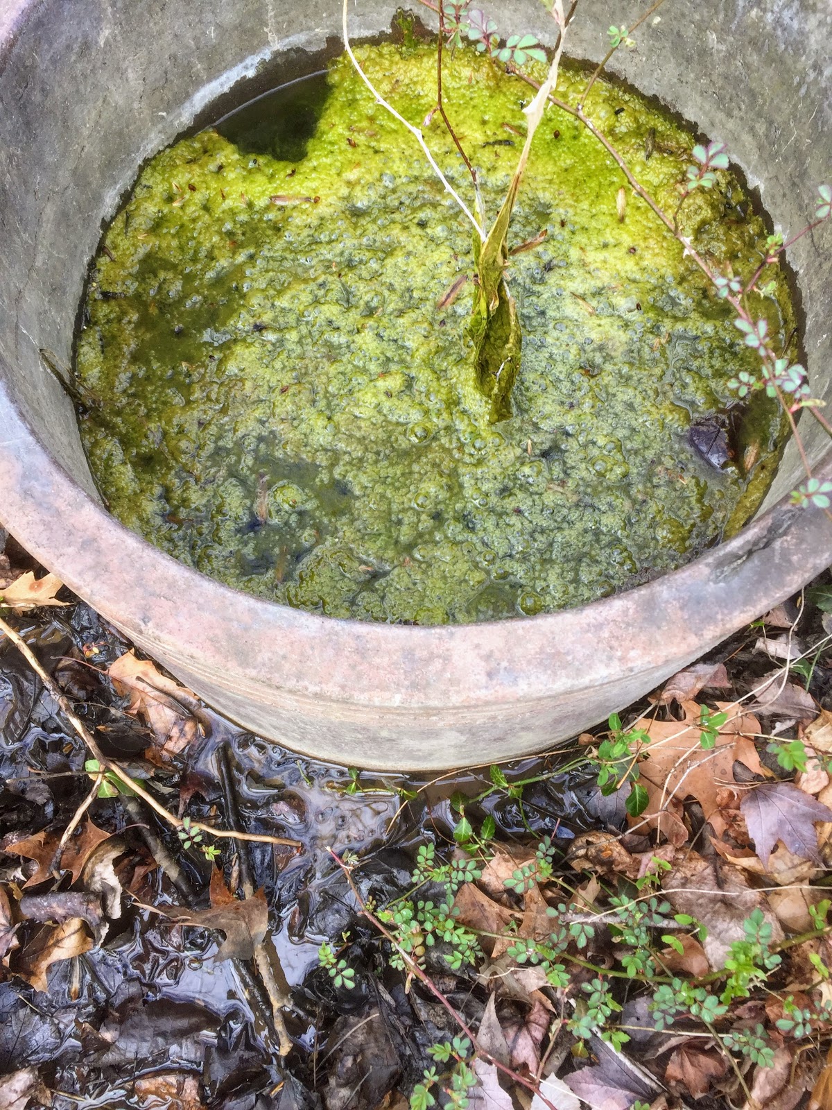 Princeton Nature Notes The Green Slime That Ate My Ponds