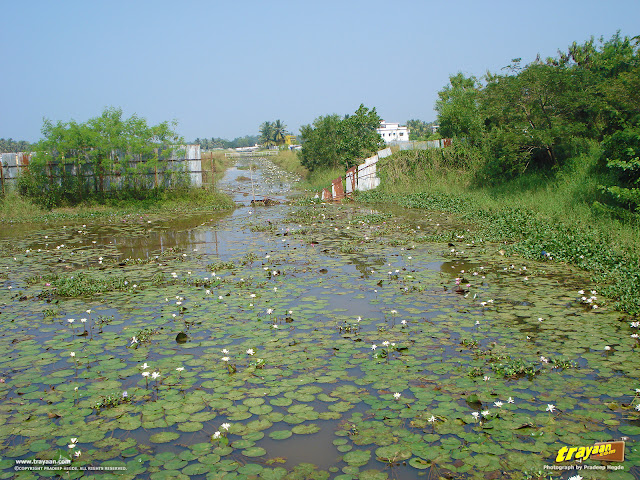 A bigger pond with more water lilies