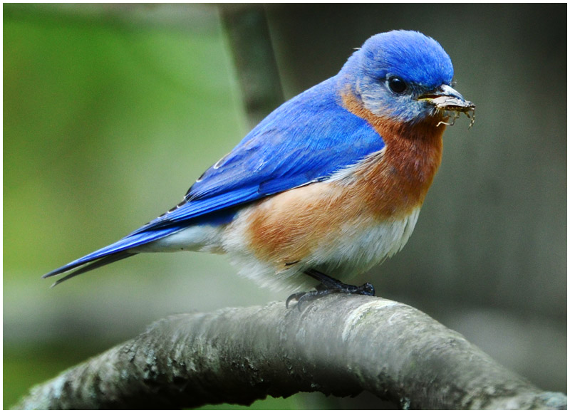 Strobist: Bluebirds and Stink Bugs