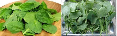 spinach-and-sorrel