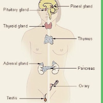 Apakah Kaitan Toxin Dan Thyroid Dalam Badan Kita?