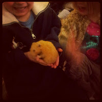 Nursery hamster