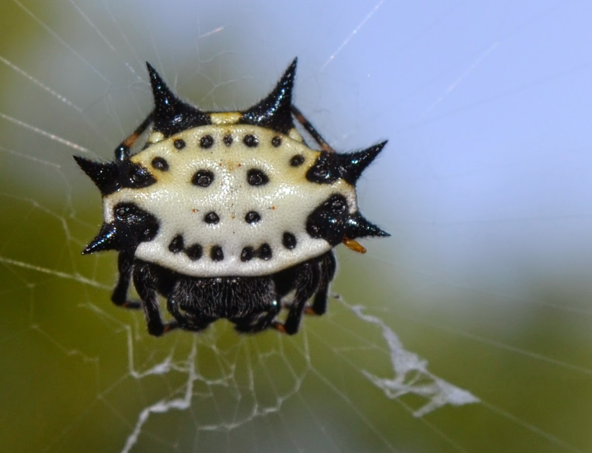 Along Slap Out Gully My smiley face spider