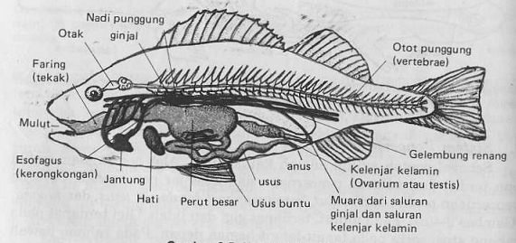 DUNIA PERIKANAN: GAMBAR BAGIAN TUBUH IKAN