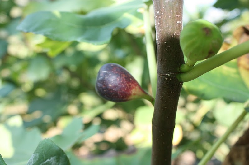 Figs for our zone 7 gardens