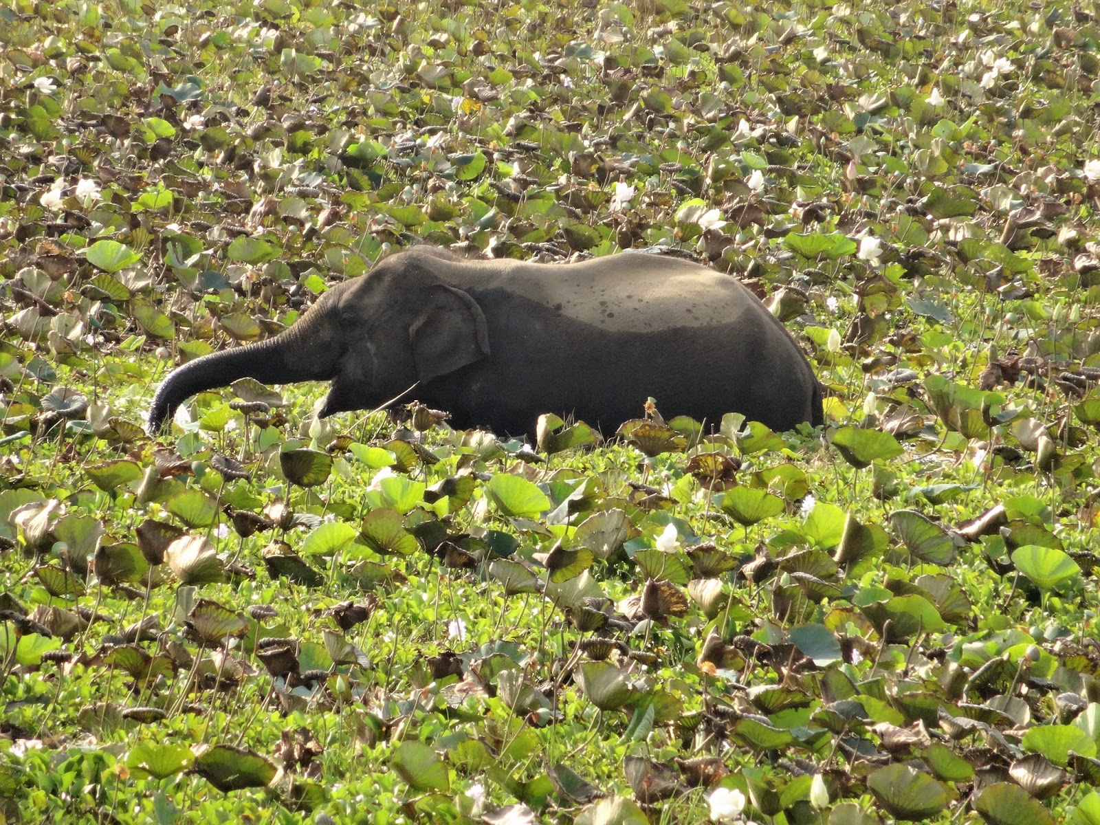 Een maand in sri lanka