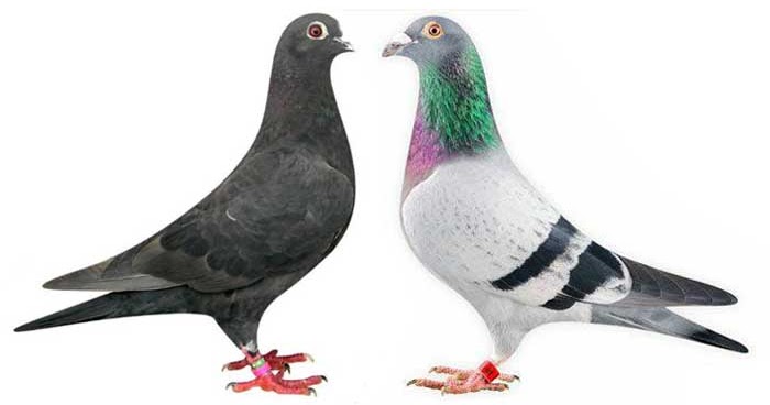 Ini Merpati Pos Atau Pos Racing