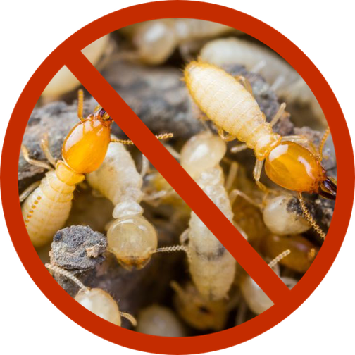 termite total pest control TERMITE TOTAL PEST CONTROL
