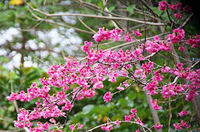 Plum and Cherry Blossoms bloom during January in Okinawa