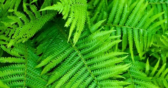 Penjelasan Ciri Reprofuksi Dan Klasifikasi Tumbuhan Paku Pteridophyta Perpustakaan Ilmu Pengetahuan