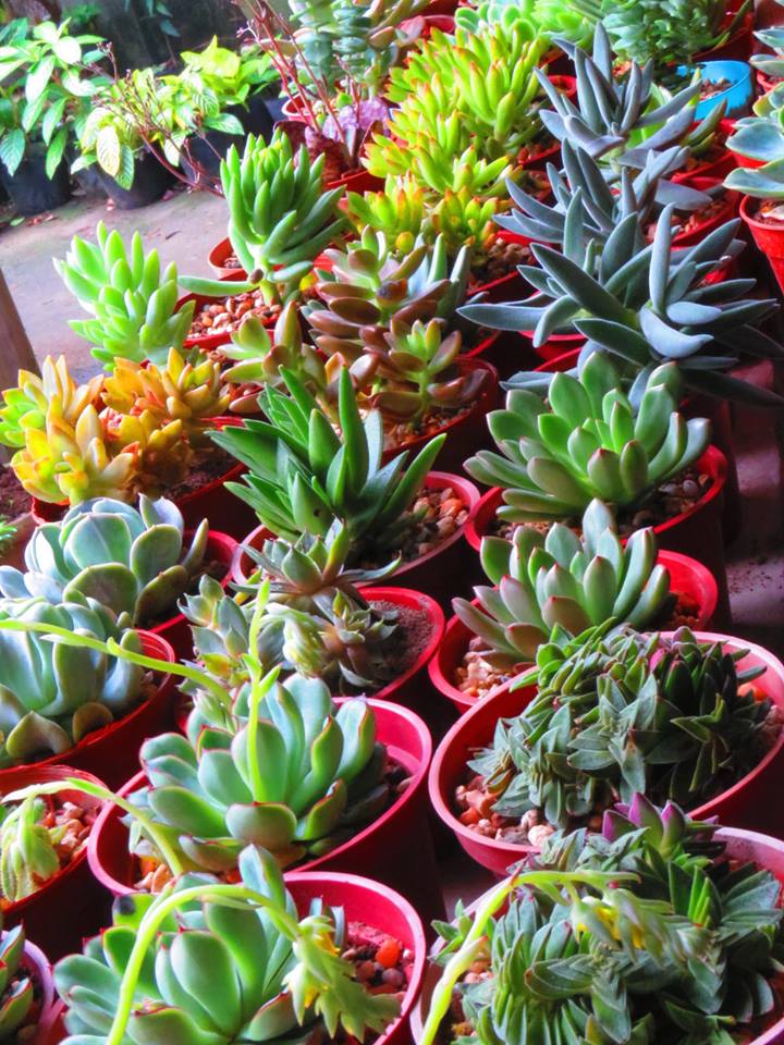 Succulents Cebu and Cactus Collection Cassiel's Succulent World