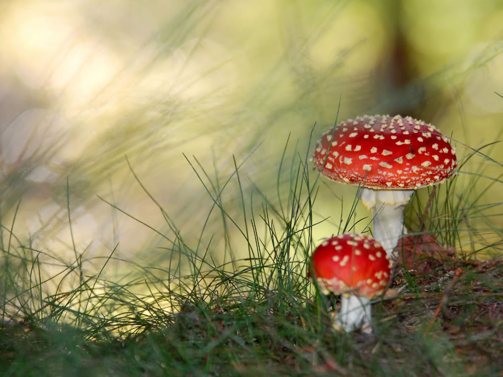 wallpaper Red Mushrooms