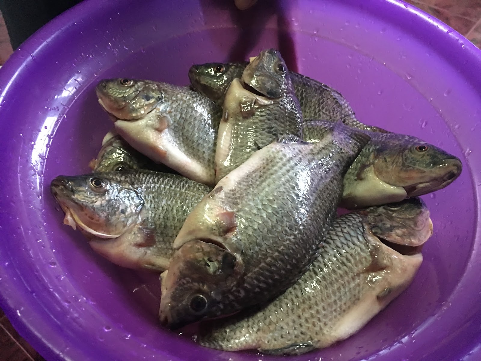 GREAT EATS HAWAII GRILLED TILAPIA AND PIG EARS DINNER IN PAMPANGA