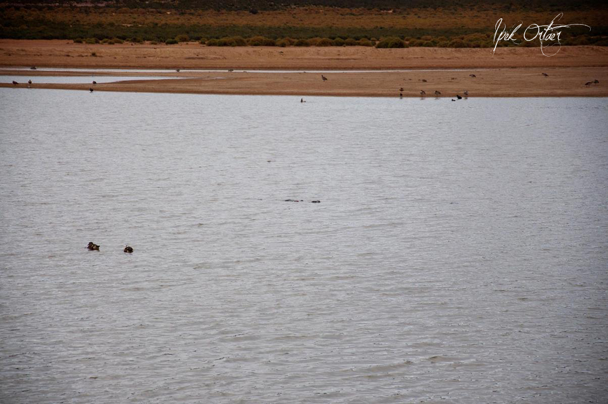 Cape Town’da Safariye Gitmek Ipek�s Photoblog