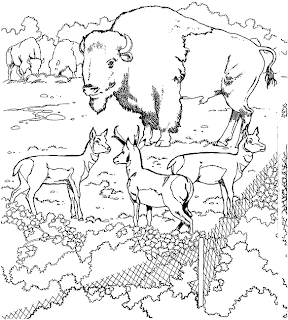 Desenhos De Animais Da Floresta Para Colorir Para Colorir