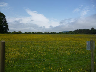 Campo cubierto de flores