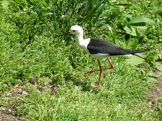 black tipped stilt Marwell Zoo