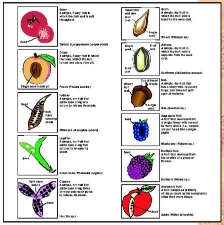 fruit fruits seeds examples types classifications botanical definition biology type different botany plants vegetables true flowers biol table plant many
