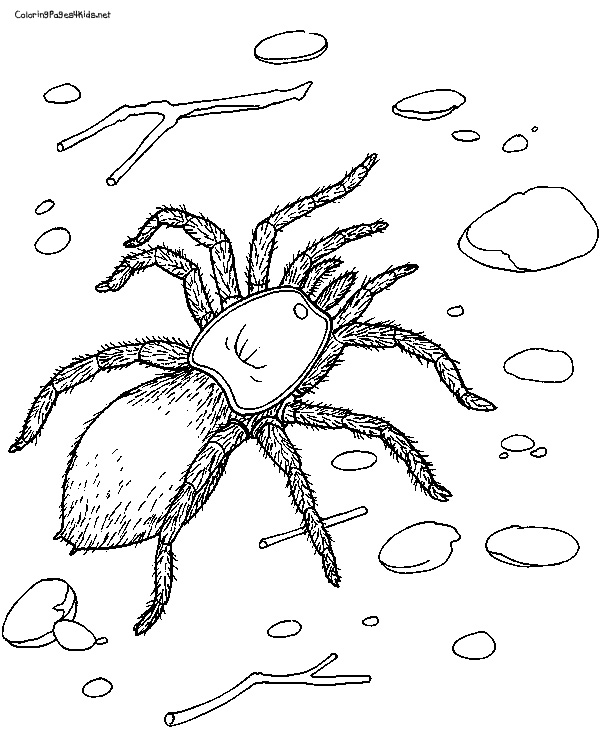 tarantule coloring pages - photo #12