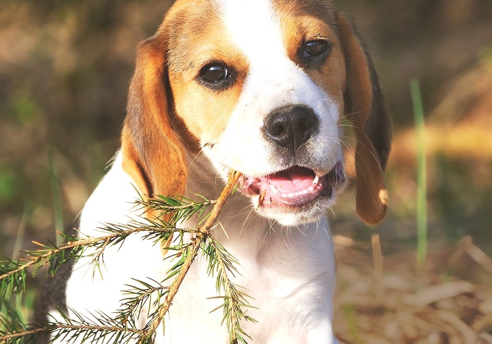 Kennel Club Dog Registration Clubs