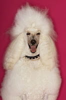 A white standard poodle against a pink background