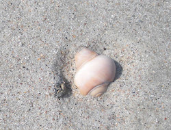 Pink Shell_St Edisto Beach_South Carolina