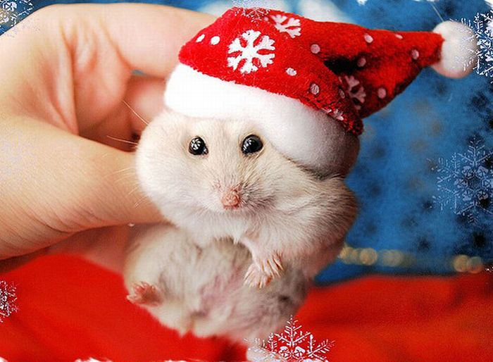 Christmas Animals Wallpaper Christmas Animals Wallpaper