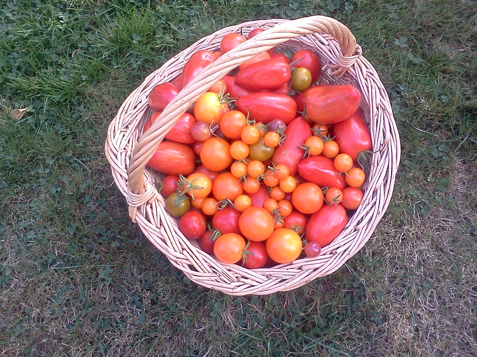 Dancing Raven Design Ripening Tomatoes in the Pacific Northwest