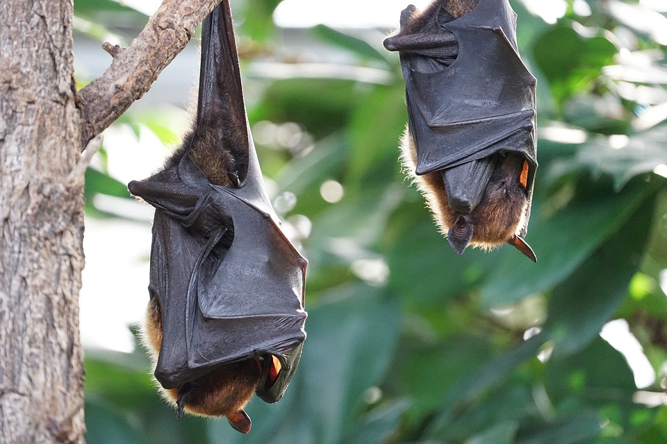 चमगादड़ से जुड़े कुछ ऱोचक तथ्य | Facts about Bat चमगादड़ से जुड़े कुछ ऱोचक तथ्य | Facts about Bat