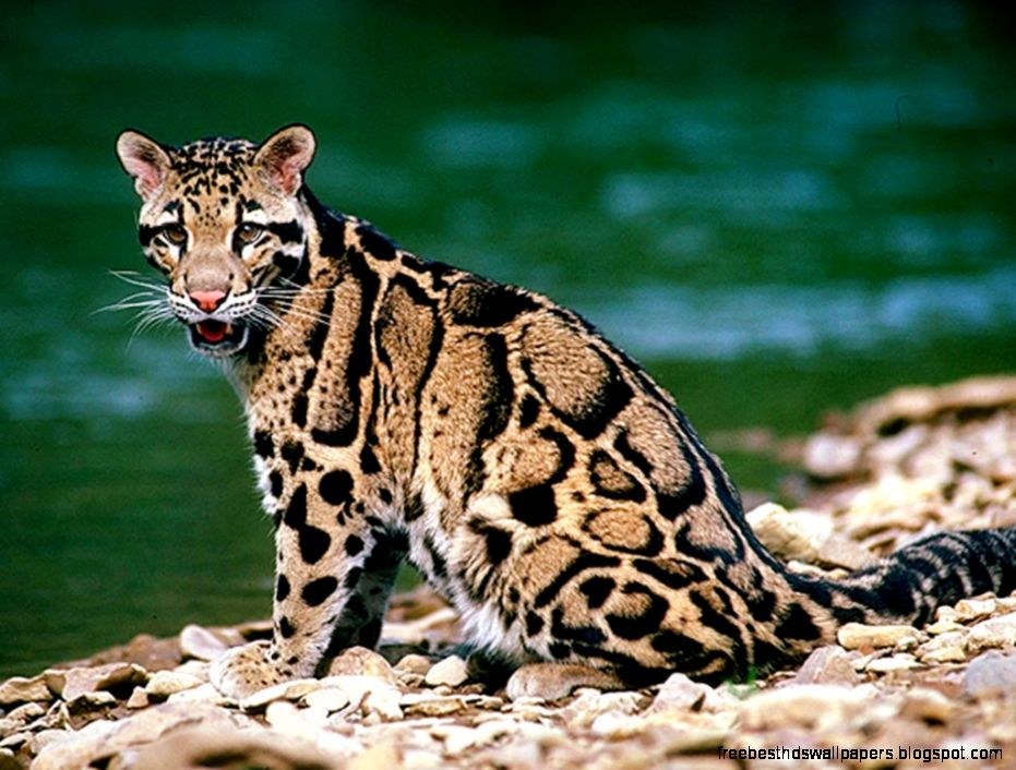 Ocelot Clouded Leopard