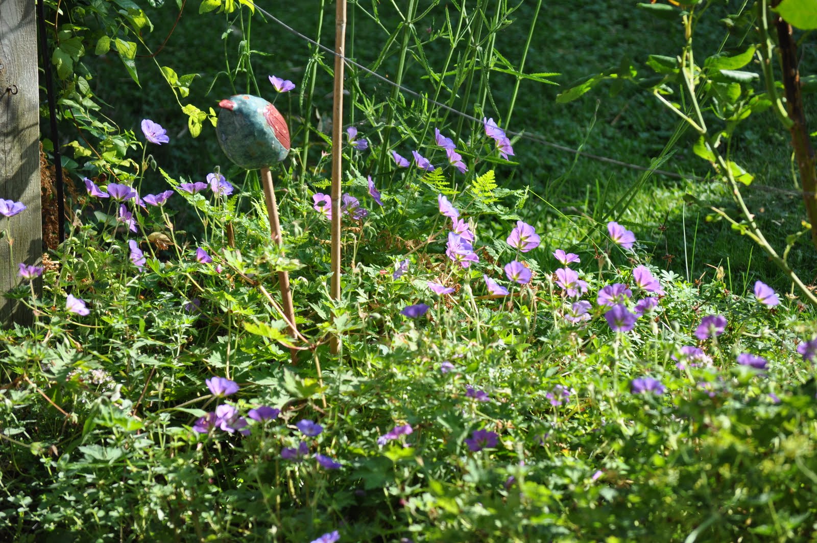 Die 8 Besten Bilder Zu Hortensien Rispenhortensirn Hortensien