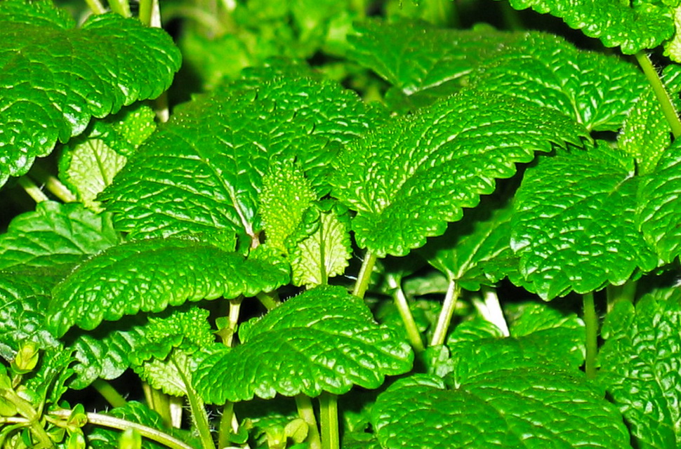 Peppermint Peppermint