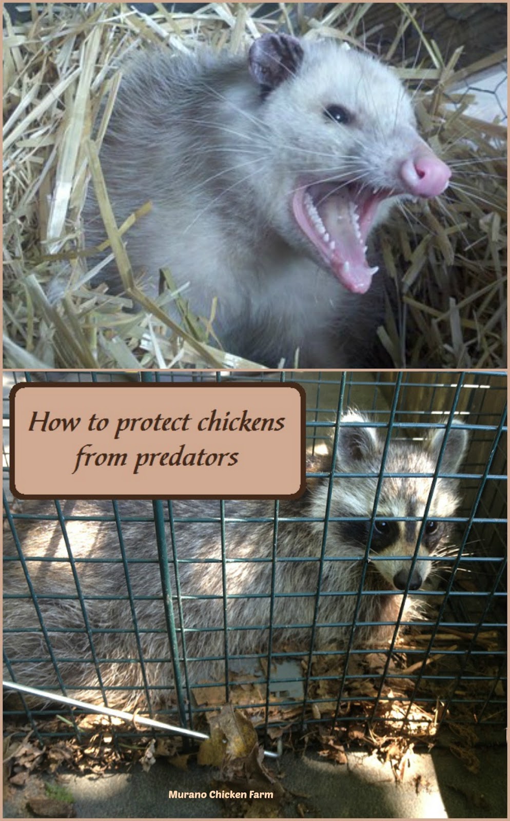 Raccoons, possums and snakes oh my! Murano Chicken Farm