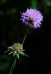 Inspiració natura...