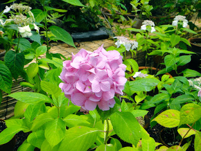 festival of hydrangeas at the Garden of Morning Calm in Gapyeong every summer