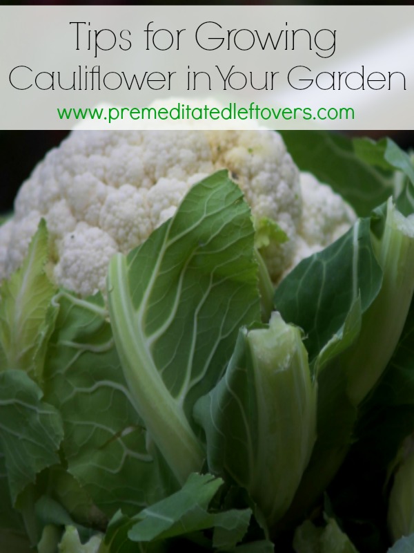 Helpful Tips How to Grow Cauliflower, Seeds and Plants