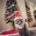 10 Cats That Are Absolutely Sleighing Their Christmas Outfits